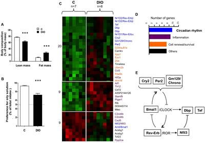 Diet-Induced Obesity Alters the Circadian Expression of Clock Genes in Mouse Gustatory Papillae